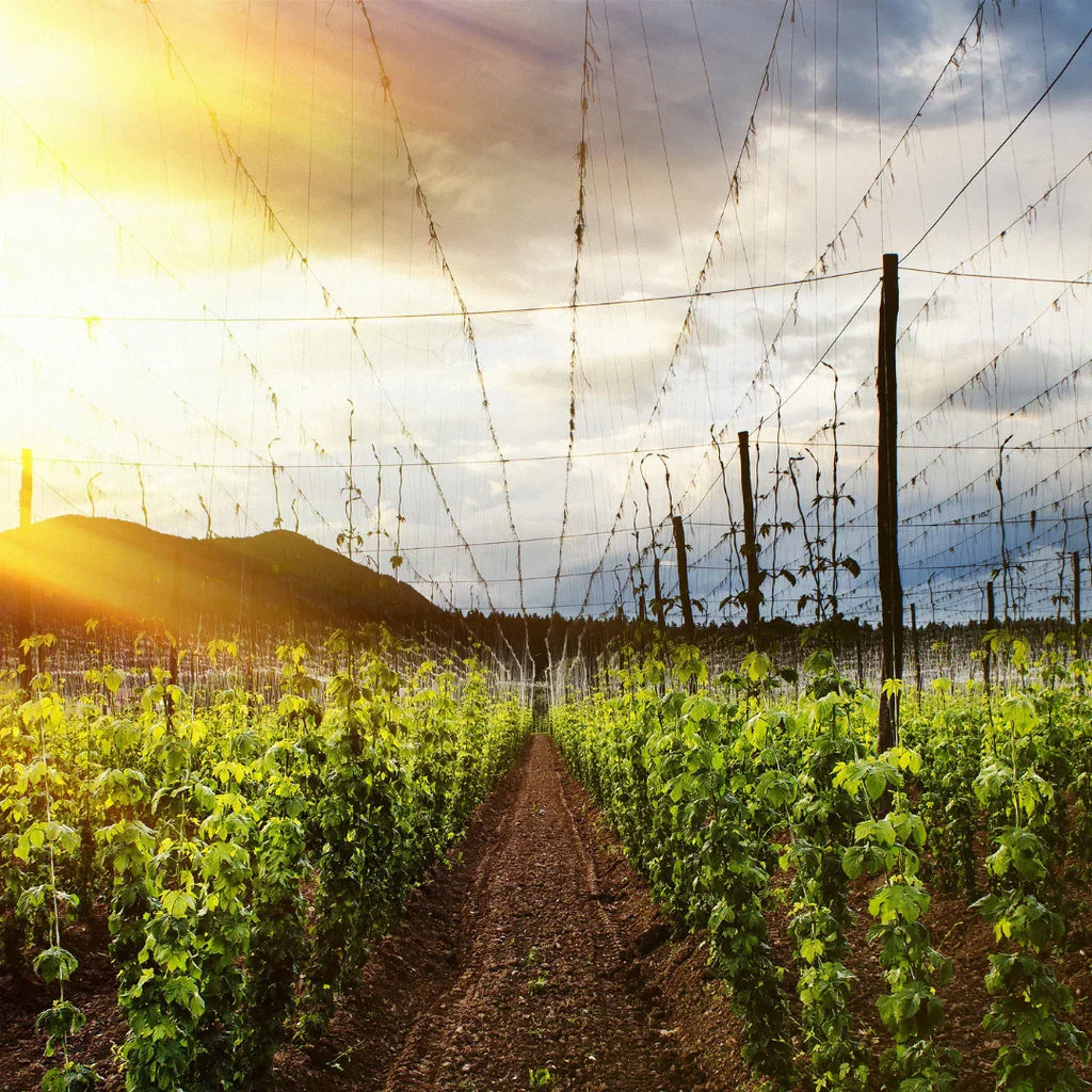 Hofmeister: Brewed Without Compromise